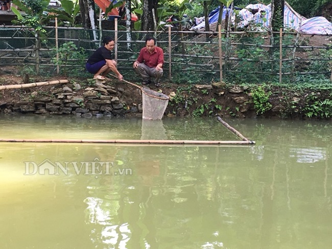 Tuy nhiên, cũng có lúc giá lên đến 700.000 đồng - 800.000 đồng/kg, cá càng to giá trị càng tăng.
