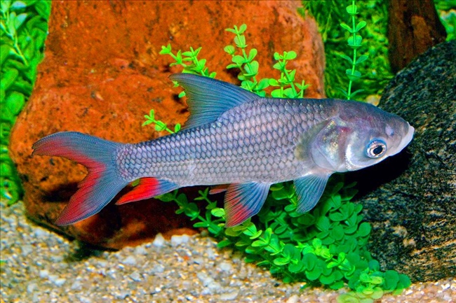 Cá dầm xanh có khả năng kháng bệnh, chống chịu thời tiết khắc nghiệt, nhất là khí hậu lạnh.
