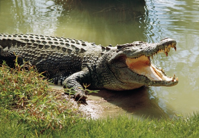 Indonesia là quốc gia thường xuyên ghi nhận các vụ người bị cá sấu tấn công.