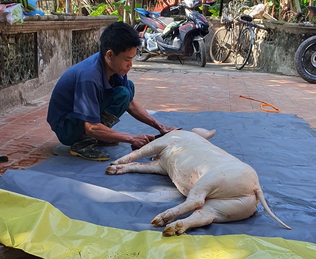 Mỗi con lợn tùy to hay nhỏ mà có giá thuê mổ nhiều hay ít.