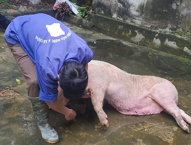 Nhiều con lợn có trọng lượng lớn hoặc nuôi lâu năm sẽ mất nhiều tiền thuê hơn.