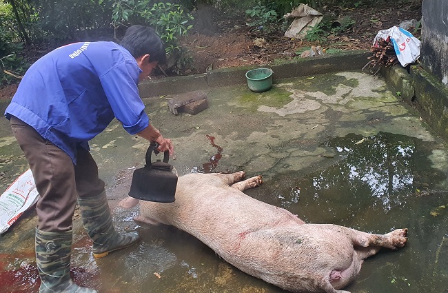 Theo anh Thắng, tiền công mổ 1 con lợn trong 2 giờ bằng tiền anh đi phụ xây cả một ngày dài nhưng không phải ngày nào cũng có người nhờ mổ lợn.