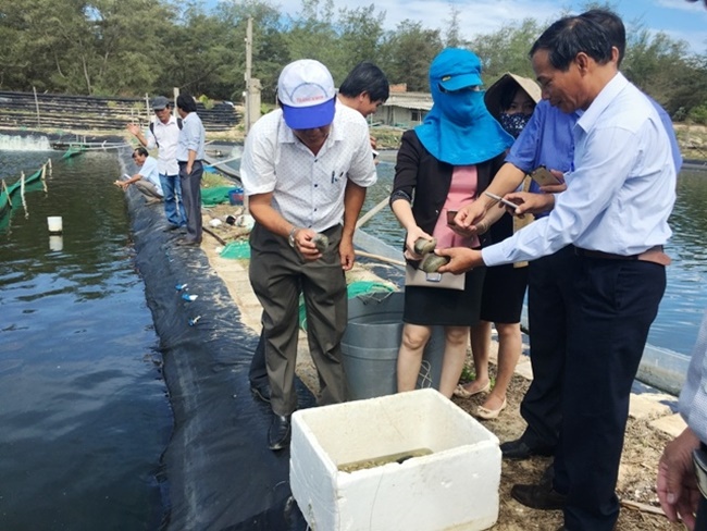 Hải sâm là loài khó gây giống, nhưng lại rất dễ nuôi. Người trồng chỉ cần tháo nước cho ao nuôi mà không tốn chi phí thức ăn như các vật nuôi khác.&nbsp;
