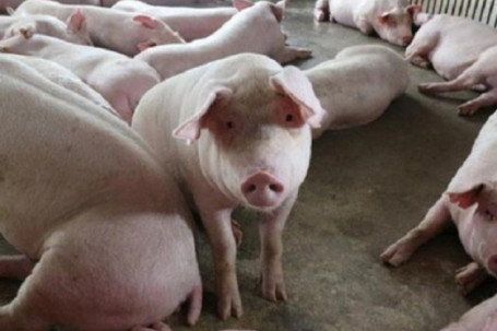 Giá lợn hơi tiếp tục lao dốc, về sát mốc 30 nghìn đồng/kg, người nuôi bán một con lỗ một con