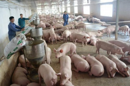 Giá lợn giảm sâu và dư thừa, nhiều cơ sở chăn nuôi vừa bán vừa khuyến mại, tặng thêm
