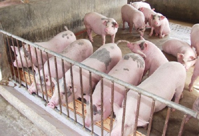 Do lượng lợn dư thừa và quá lứa, nhiều địa phương giá lợn bị ép giá xuống ngưỡng 30.000 đồng/kg