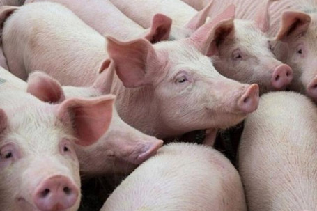 Giá lợn hơi diễn biến bất ngờ sau chuỗi ngày sụt giảm mạnh