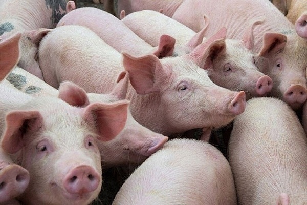 Giá lợn hơi thấp nhưng giá thịt lợn ngoài chợ vẫn ở mức cao.