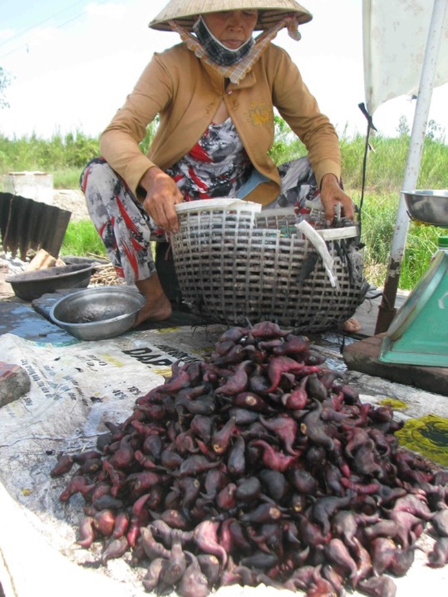 Chúng là loại cây ưa nước. Người trồng chỉ cần thả cây ấu xuống nước rồi chăm sóc, đến mùa thu hoạch củ về bán là có tiền.
