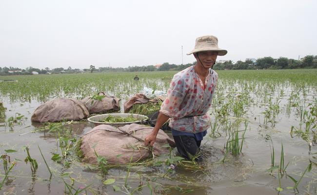 Nghề nhổ hẹ nước cũng “ăn nên làm ra” tại miền Tây, mỗi nhân công hái hẹ nước sẽ được trả công 6.000 đồng mỗi kilogram.&nbsp;
