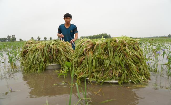 Vào mùa, hẹ nước được bán với giá dao động từ 20.000 đồng - 30.000 đồng/kg.&nbsp;
