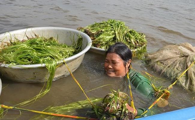 Ở môi trường nước cạn và ngầu đục, thân cây sẽ ngắn lại, lá dày và có vị đắng đặc trưng.&nbsp;
