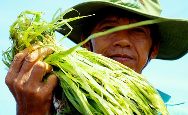 Trước đây, cây hẹ nước chưa được chú ý trong giới ẩm thực vì chúng chỉ xuất hiện vào mùa nước nổi. Đặc biệt, chỉ cần phơi nắng vài giờ là rau sẽ bị hỏng.
