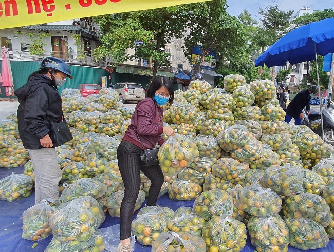 Cam lòng vàng được xếp thành đống lớn trên vỉa hè tại phố Nguyễn Khánh Toàn, Hà Nội và bán&nbsp;với giá 10.000 đồng/kg.