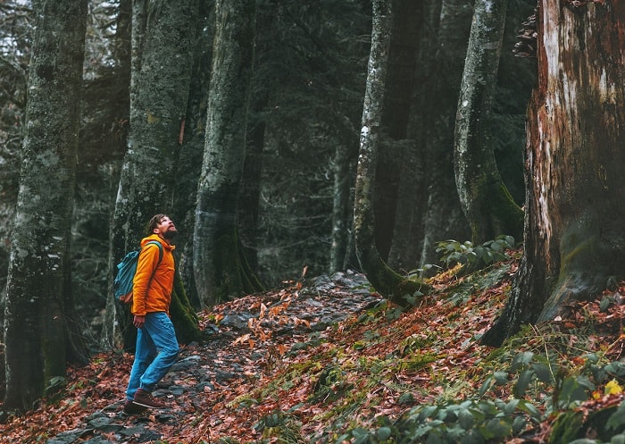 Không nên đi vào rừng một mình, Tổ chức Tìm kiếm và Cứu hộ hạt Lake khuyến cáo (ảnh: Daily Mail)