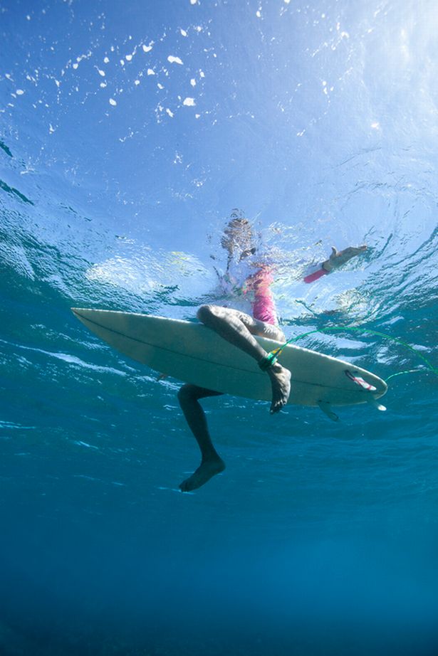 Cá mập trắng không phân biệt được người lướt ván với hải cẩu.