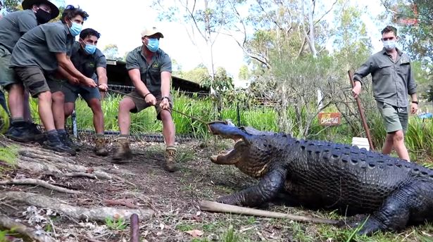Các nhân viên vườn thú ở Úc khống chế con cá sấu hung hãn.
