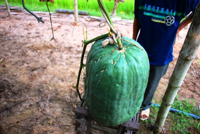 Với trọng lượng 30-60kg mỗi trái, người dân trồng phải &#34;mắc võng&#34; đỡ cho chúng không bị rơi xuống.
