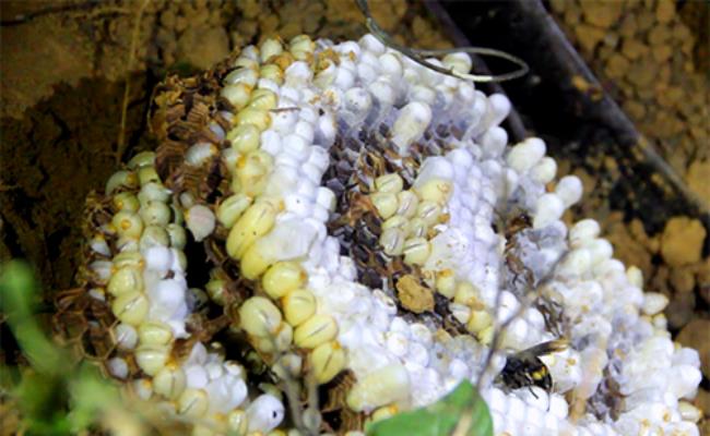 Ong vò vẽ có nọc độc cực mạnh, tuy nhiên nhộng của chúng lại không có độc. Chưa kể, nhộng ong vò vẽ còn là món ăn cực kỳ bổ dưỡng, được nhiều người ưa chuộng. 
