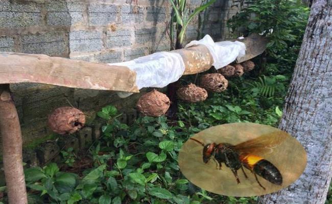 Thời gian nuôi loại ong rừng này không dài, người nuôi có thể thu hoạch nhộng ong chỉ sau khoảng 2 – 2,5 tháng. 

