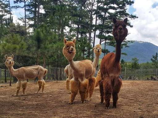 Zoodoo là một địa điểm lý tưởng cho các bạn thuộc hệ "yêu động vật" (ảnh: sưu tầm)