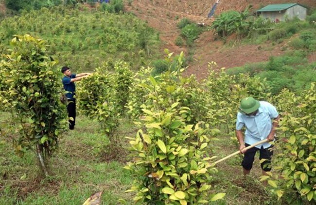 Nếu hoa nở, các loài ong, chim, bướm, kiến tới ăn nhụy ngọt sẽ khiến hoa bị thâm, chất lượng của trà giảm.
