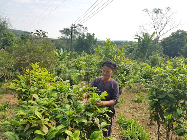 Sau khi thu hái, nụ hoa được phân loại rồi đem hấp, tiếp đó đưa vào khay để sấy trong 6-7 tiếng ở nhiệt độ 60-70 độ C.
