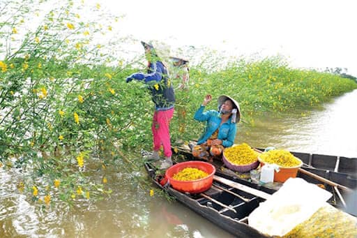 Cùng với mùa bông súng là mùa thu hái bông điên điển.&nbsp;Ảnh: Vũ Thuyết Hùng