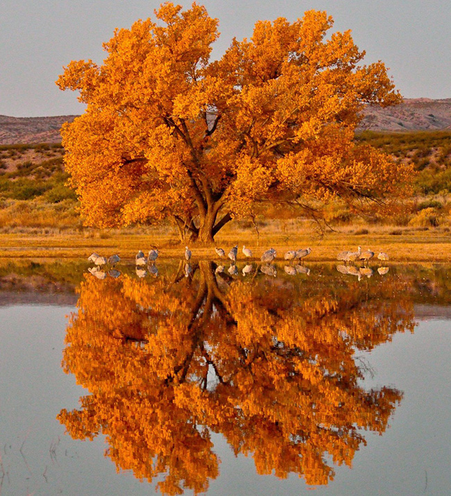 Khu bảo tồn động vật hoang dã quốc gia Bosque del Apache: Những tán lá mùa thu thắp sáng bờ hồ tại Khu bảo tồn Động vật Hoang dã Quốc gia Bosque del Apache ở New Mexico. 
