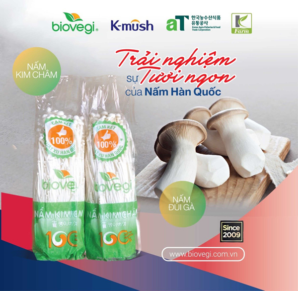 Nấm kim châm Hàn Quốc do Biovegi Việt Nam phân phối