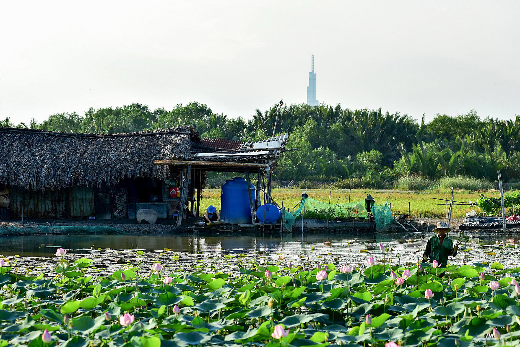 Hàng chục năm nay, vợ chồng ông Kim dựng căn chòi để ở và trông vật nuôi, đồng ruộng trên bãi đất rộng 5.000m2 gần chân cầu Phú Mỹ (TP Thủ Đức). Khu vực này nằm trong diện quy hoạch chưa sử dụng, được chủ đầu tư cho phép nên gia đình ông cải tạo thành ruộng trồng lúa, ao sen nuôi cá, chăn vịt… để tạo thêm thu nhập.