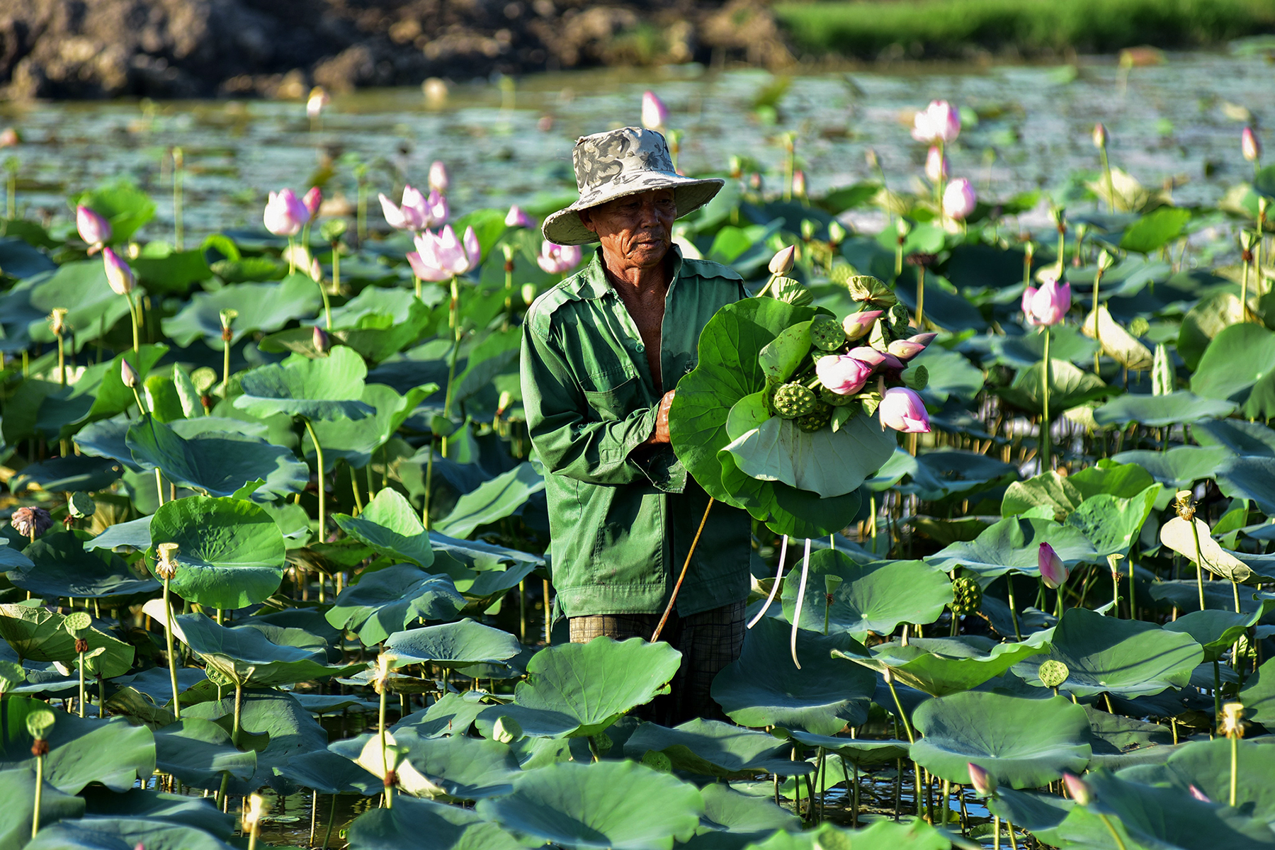 Vào mỗi chiều, sau khi lùa đàn trâu vào chuồng, người đàn ông tuổi lục tuần lại lội xuống đầm sen rộng gần 2.000m2 hái ngó, hạt sen, búp sen vừa dùng vừa để mang ra chợ bán, hoặc bán tại chỗ cho khách. Bình thường, đầm sen gia đình ông cho thu nhập trung bình khoảng 300.000 đồng/ngày.