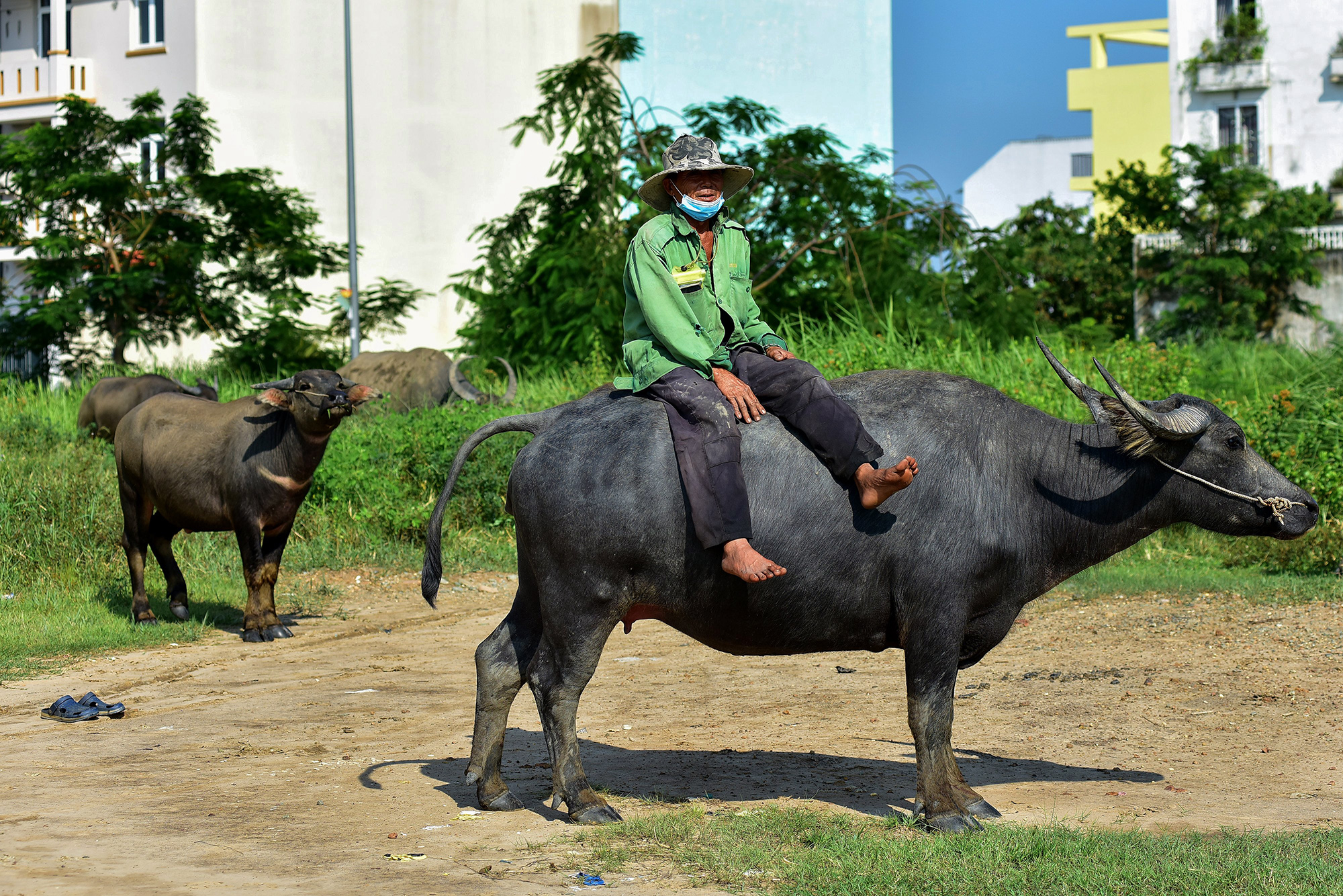 “Tôi sinh ra và lớn lên ở đây, cả cuộc đời gắn bó với đồng ruộng. Khu vực này giờ xây dựng các khu dân cư, nhiều bà con bỏ nghề nông hết cả rồi. Tôi nhớ nghề đã làm từ nhỏ cho đến giờ nên vẫn đi chăn trâu, trồng lúa hàng chục năm nay”, lão nông 63 tuổi nói.