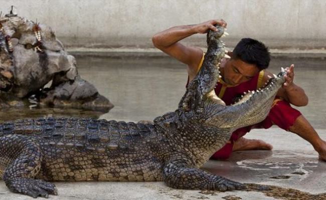 Cụ thể, việc đưa đầu, đút bàn tay vào giữa hàm răng của cá sấu chỉ là một trong những hoạt động hàng ngày của nhân viên trong một vườn thú ở Thái Lan.

