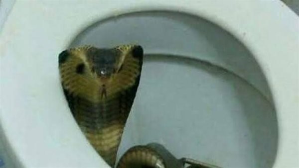 Nam du khách ngồi toilet bị rắn hổ mang cắn trúng "của quý". Ảnh minh họa