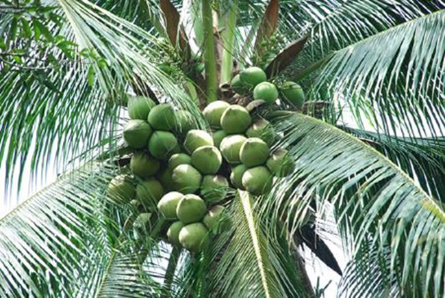 Dừa sáp là loại quả quen thuộc. Mới đây, lô hàng 2000 quả dừa sáp tươi Trà Vinh đã được xuát sang Úc. 
