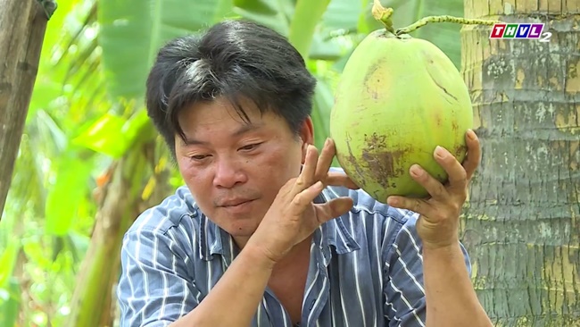 Để trồng dừa sáp sai trái, bà con nông dân nên trồng thưa, mỗi cây cách nhau khoảng 7m trở lên để hạn chế các tàu dừa giao bẹ với nhau.&nbsp;
