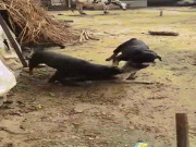 Phi thường - kỳ quặc - Video: Chó Desi bị 2 con chó Rottweiler tấn công dữ dội, lôi xềnh xệch