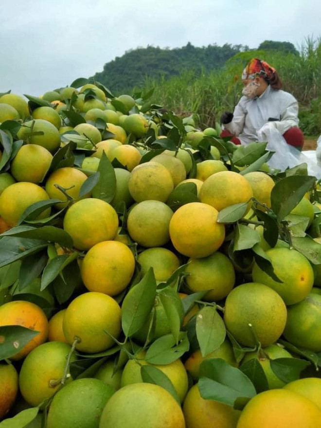 Cam Vinh năm nay có giá rẻ hơn so với năm ngoái. Thu mua tận vườn chỉ có 5-7.000 đồng/kg. Ảnh minh họa.