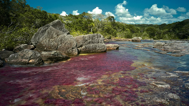 Cano Cristales, Colombia: Thường được gọi là "Dòng sông ngũ sắc", vùng nước của Cano Cristales trở nên&nbsp;rực rỡ giữa mùa mưa và mùa khô của Colombia.
