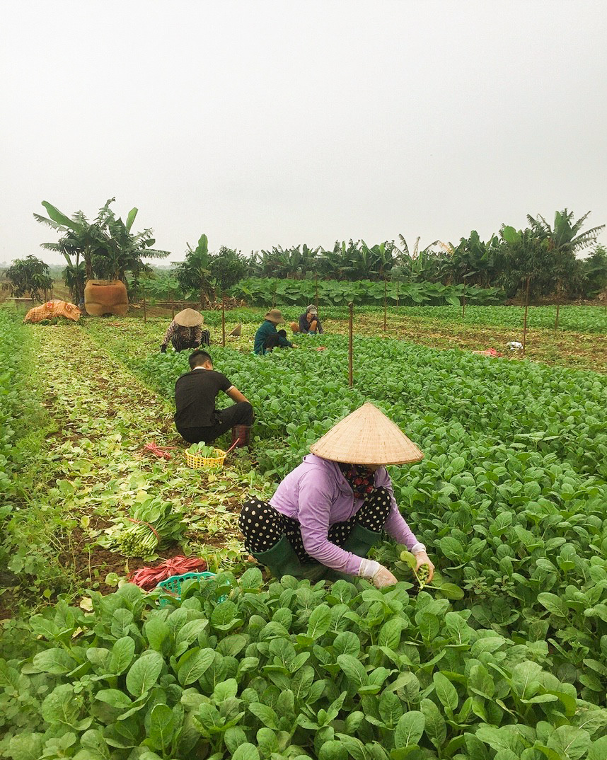 Giá rau đắt ngang thịt lợn, nông dân và thương lái đều không vui: Tại sao? - 7