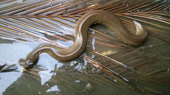 Trong những năm qua, mô hình nuôi rắn ri đã phát triển ở nhiều nơi đặc biệt là khu vực Nam Bộ.
