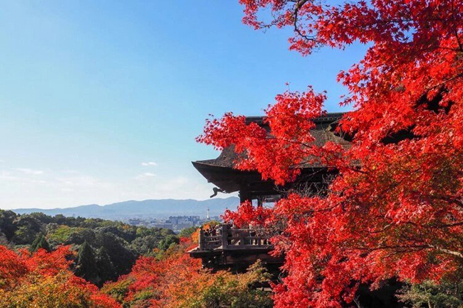 Kiyomizu-Dera là một ngôi đền Phật giáo tuyệt đẹp đã được công nhận là Di sản Thế giới của UNESCO. &nbsp;Đền nằm trên&nbsp;đỉnh đồi của Nam Higashiyama, mang đến phong cảnh đáng kinh ngạc, đặc biệt là vào mùa xuân khi cả khu vực đền được bao phủ bởi hoa anh đào. Mùa thu là cũng là một thời điểm tuyệt vời khác để du khách ghé thăm.
