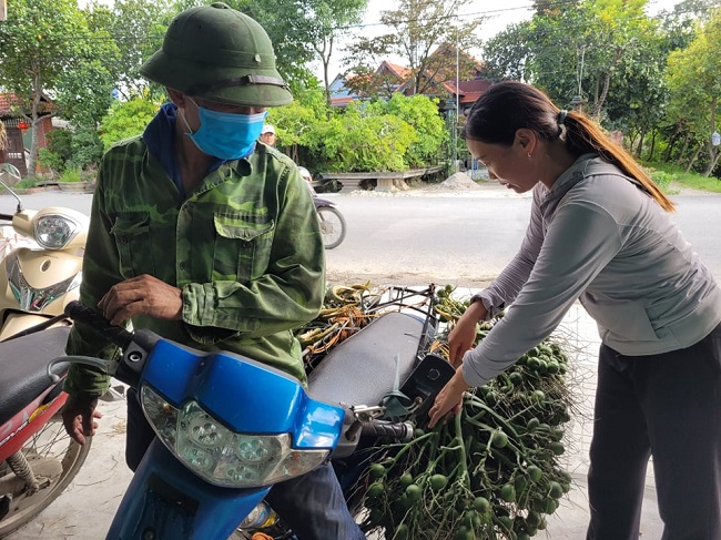 Thương lái tấp nập ra vào các vườn cau và các điểm cân cau.