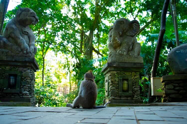 Rừng khỉ Ubud là một ốc đảo tự nhiên tuyệt đẹp, mang đến cho du khách một sự yên tĩnh thoát khỏi những con phố nhộn nhịp của Ubud. Nằm cách trung tâm thành phố Ubud chỉ 15 phút, thánh địa này là một trong những điểm thu hút khách du lịch hàng đầu ở Ubud. 
