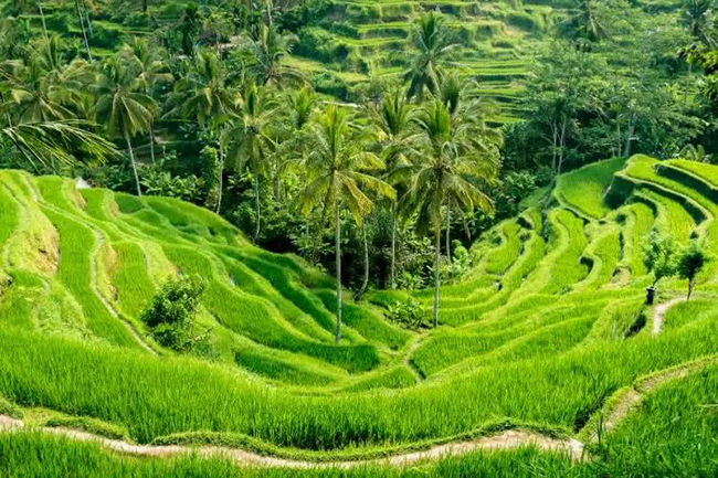 Ruộng bậc thang Jatiluwih: Chỉ cách Ubud một giờ lái xe về phía bắc, bạn sẽ tìm thấy một trong những viên ngọc quý nhất của Bali, ruộng bậc thang Jatiluwih tuyệt đẹp.
