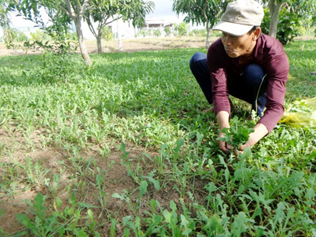 Loại cây này trước bị xem như là cỏ ngoài đường, bây giờ nó là sinh kế của nhiều hộ dân.
