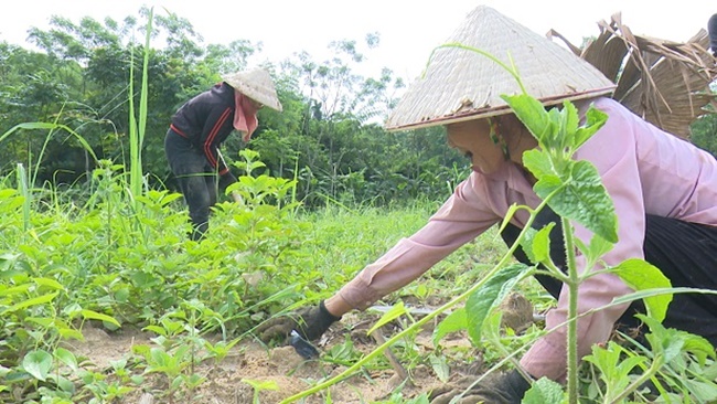 Giá rau sâm biển khoảng 30.000 đồng - 40.000 đồng/kg có thời điểm lên đến 70.000 đồng - 80.000 đồng/kg, nếu trồng 500-600m2 cũng kiếm được hàng chục triệu đồng.
