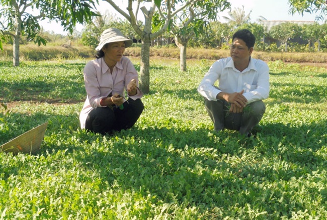 Trồng sâm biển rất nhẹ công chăm sóc bởi hầu như không có sâu gây hại, chỉ nhổ cỏ và tưới nước vào mùa nắng.
