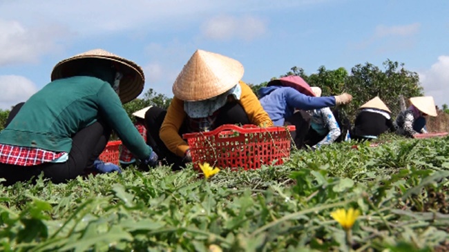 Nghiên cứu năm 2002 của các nhà khoa học Nhật Bản cho thấy, đây là 1 trong 77 loại thảo dược có chất chống oxy hóa cao nhất.
